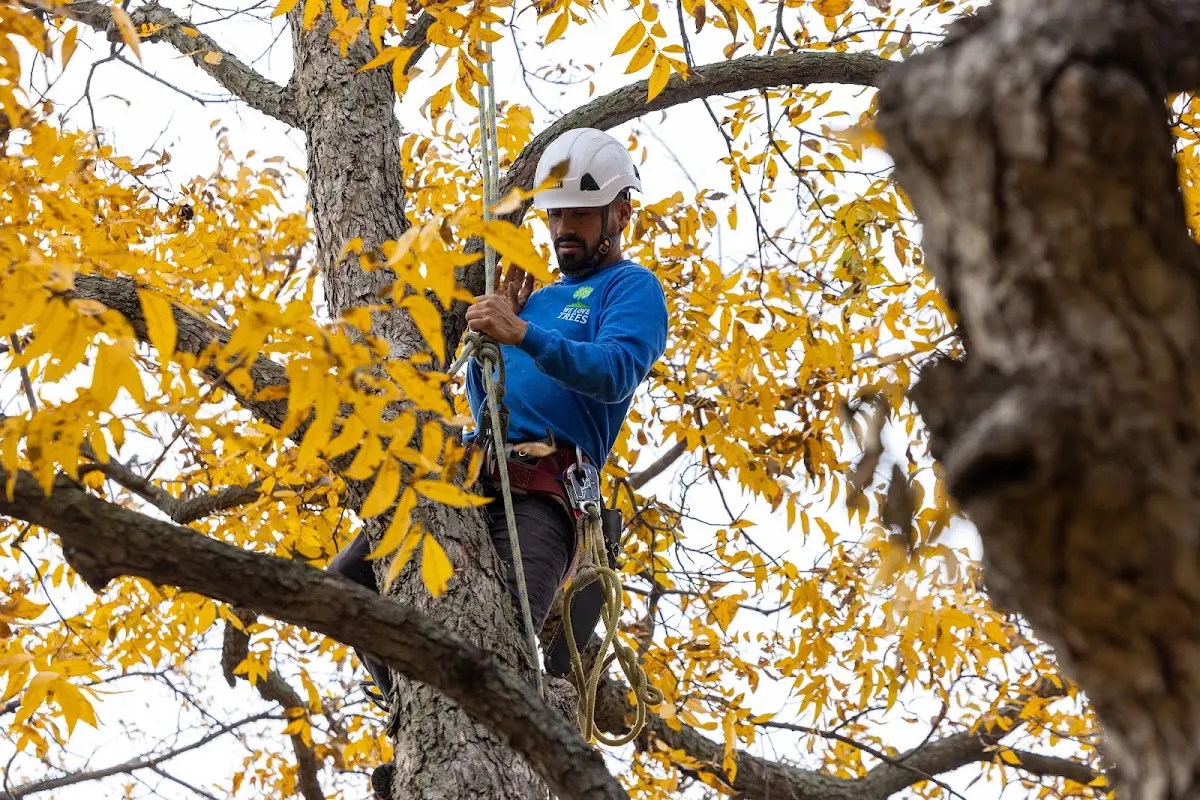 Skilled Emergency Tree Service crew working in Mansfield