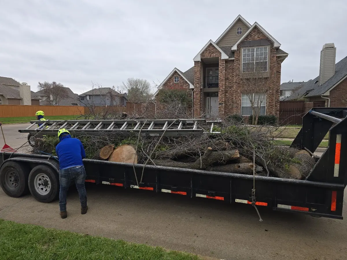 Expert Tree Removal with proper safety equipment in Mansfield
